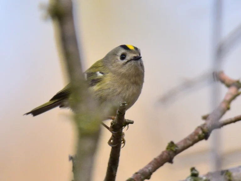 Wintergoldhähnchen