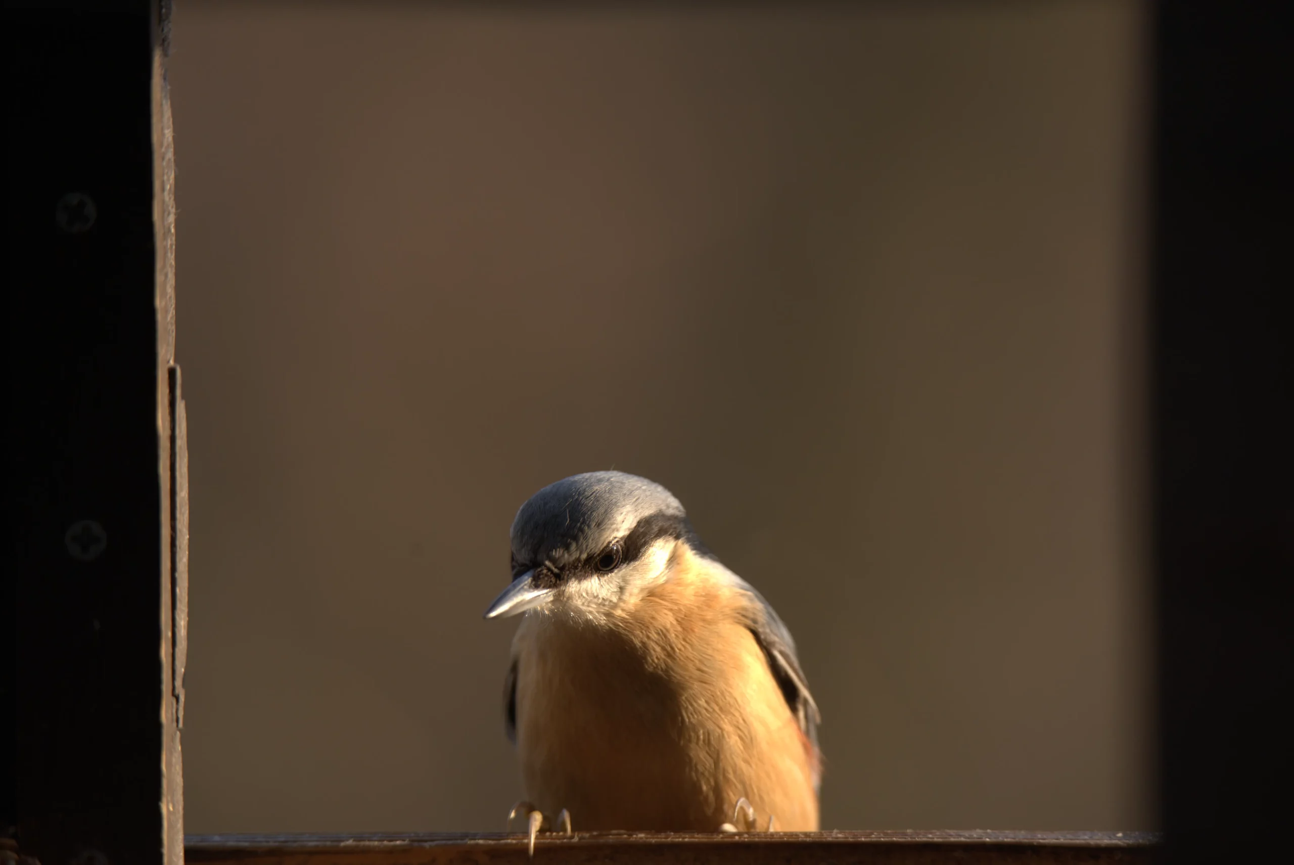 Vögel