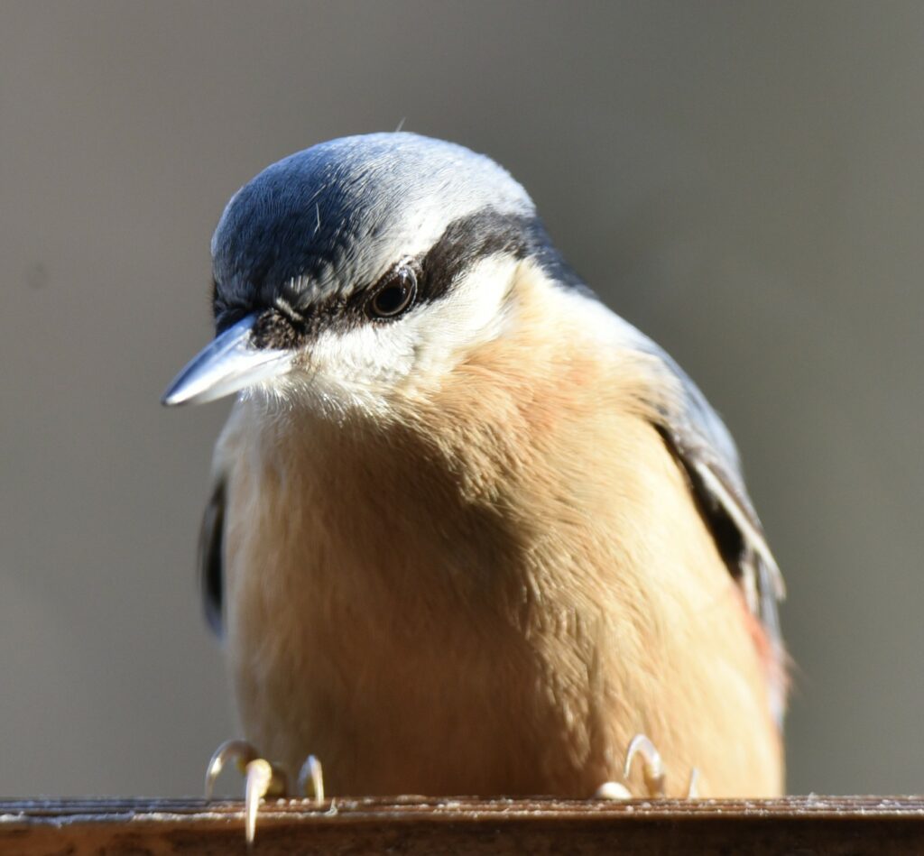 Vögel Kleiber blauer Kopf mit schwarzer Augenbinde, organgebrauner Bauch auch Blauspecht genannt