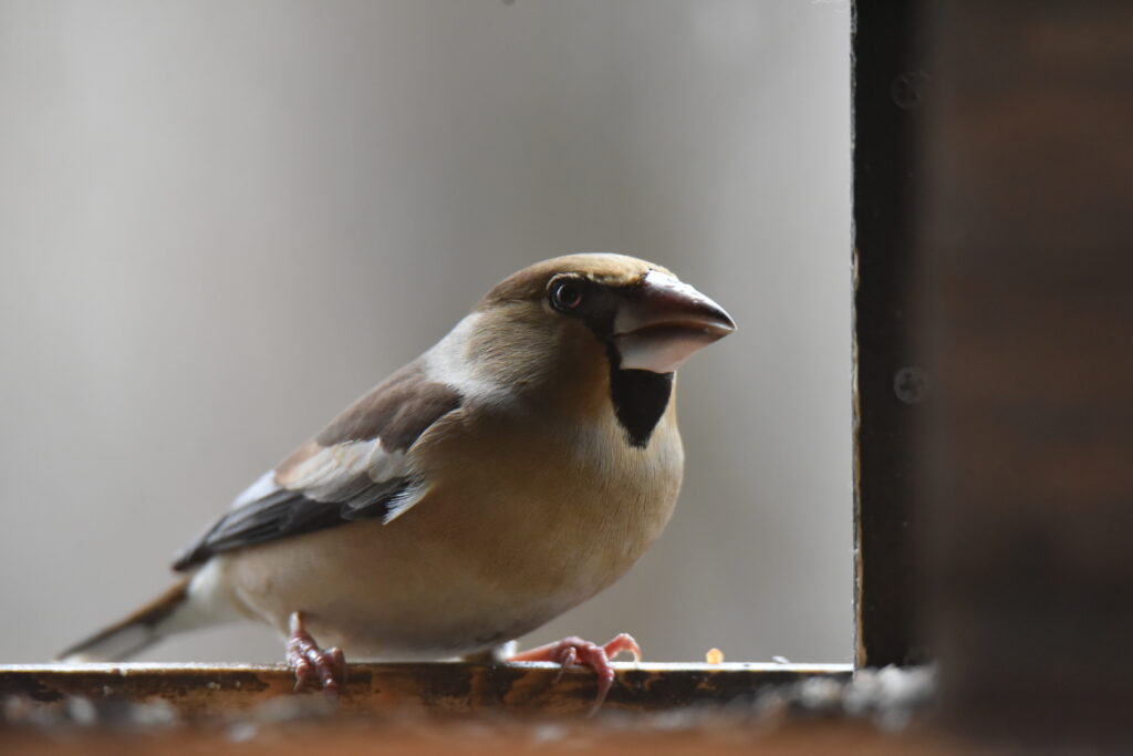 Kernbeißer im Vogelhaus