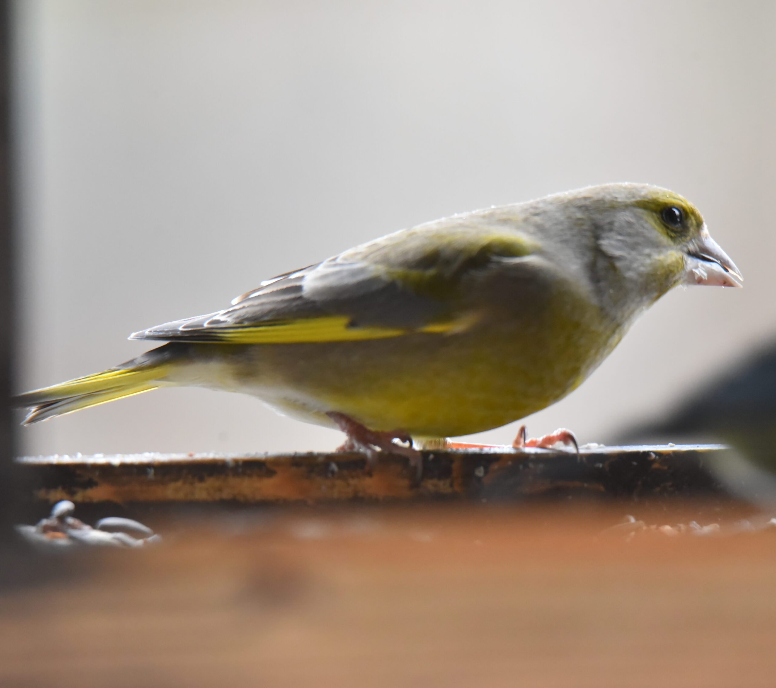 Grünfink Männchen im Vogelhaus