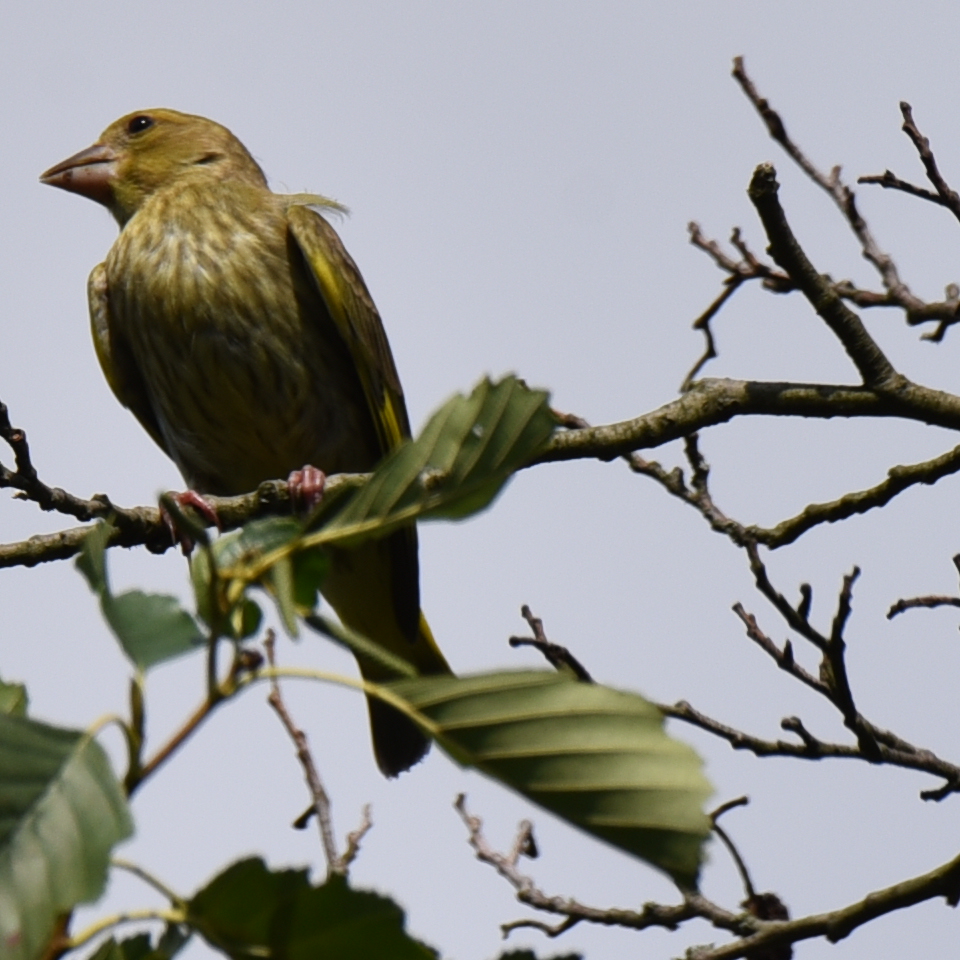 Grünfink, Jungvogel