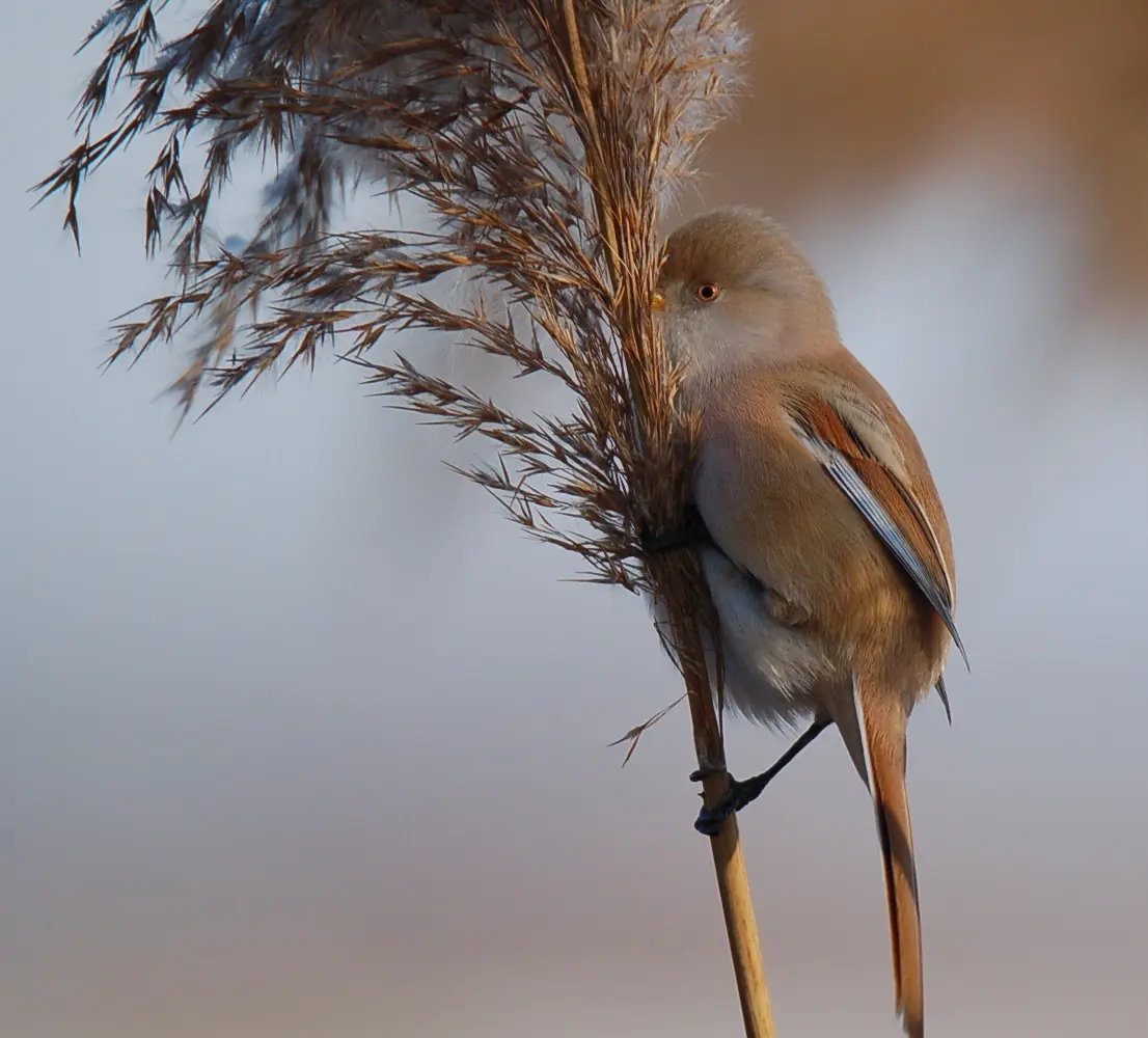Jungvogel Bartmeise im Schilf