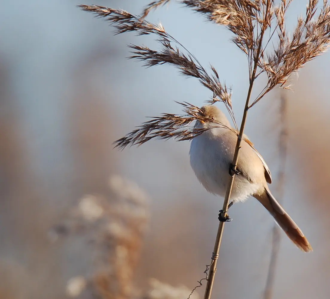 Jungvogel Bartmeise