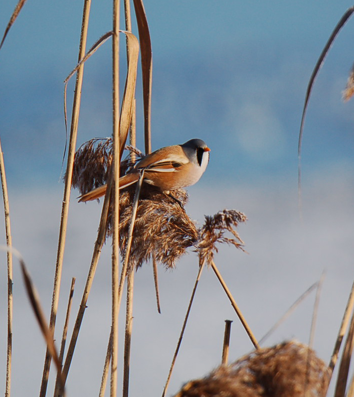 Männchen Bartmeise im Schilf