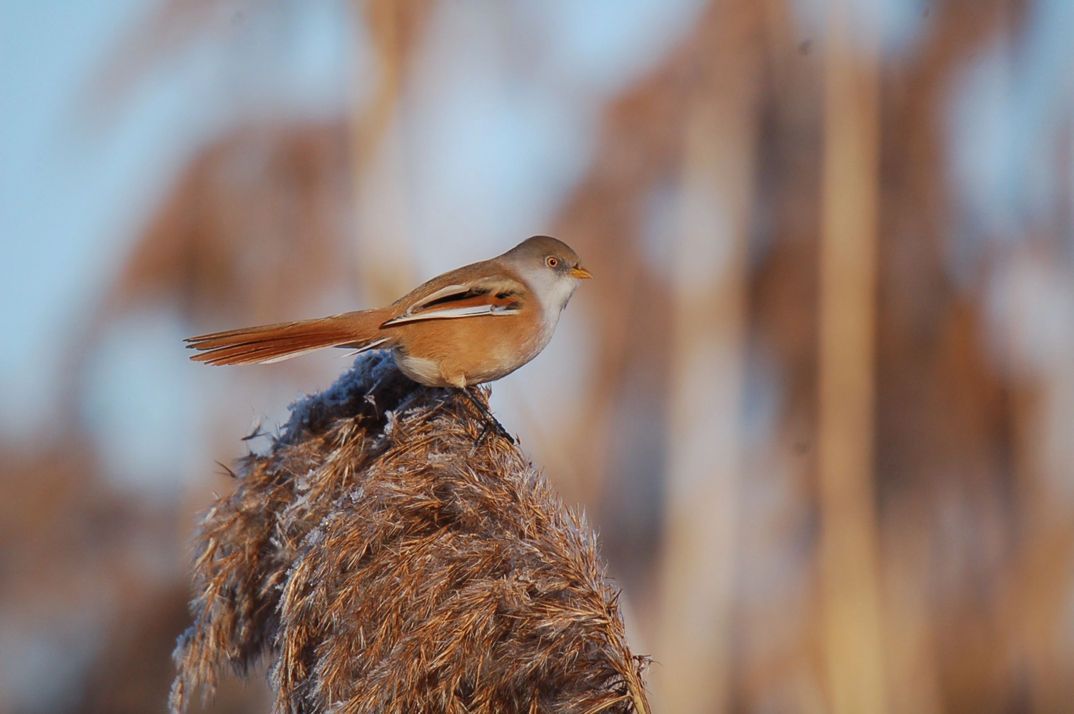 Weibchen der Bartmeise im Schilf sitzend
